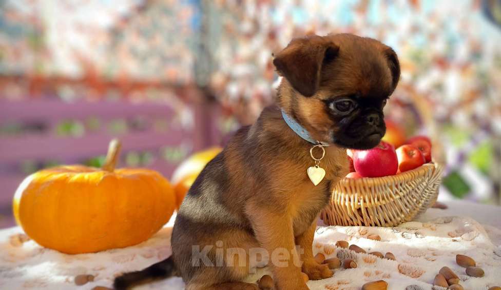 Собаки в Тюмени: Щенок пти брабансончик Мальчик, 40 000 руб. - фото 1