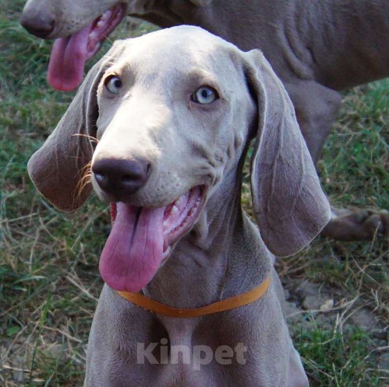 Собаки в Краснодаре: Щенки Веймаранера Девочка, Бесплатно - фото 1