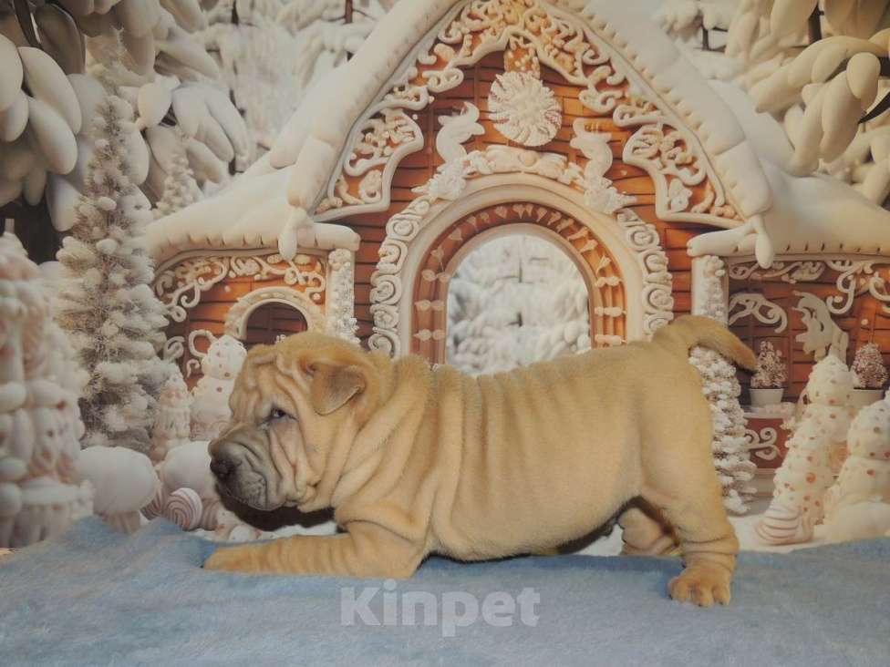 Собаки в Москве: Щенок шарпея окраса изабелла - нежный зефирковый малыш Мальчик, Бесплатно - фото 2