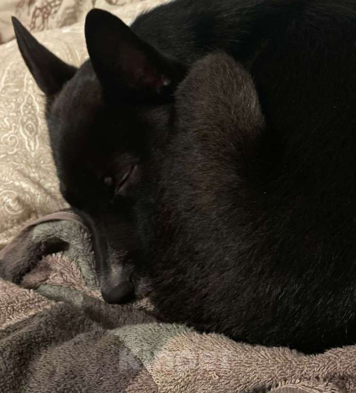 Собаки в Тюмени: Щенок в добрые руки Девочка, Бесплатно - фото 4