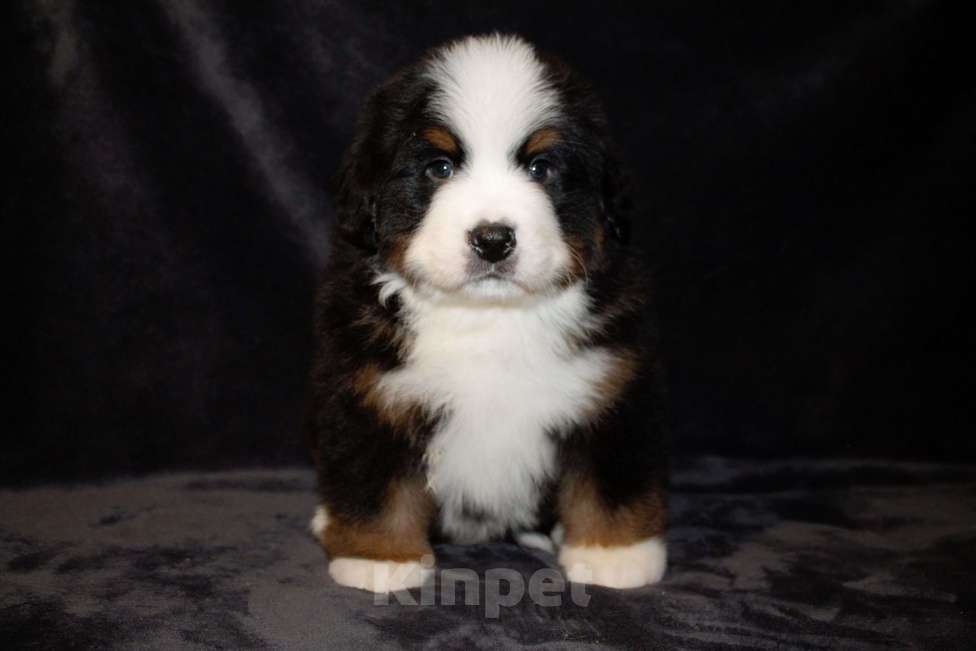 Собаки в других городах Московской области: Бернский зенненхунд Мальчик, 130 000 руб. - фото 1