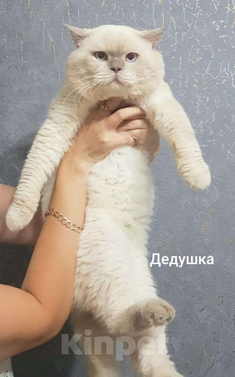 Кошки в Краснодаре: Рыжий котик Мальчик, 5 000 руб. - фото 8