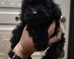 Собаки в Москве: Той пудель черный Мальчик, 65 000 руб. - фото 1