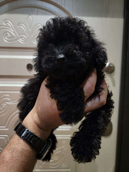 Той пудель черный