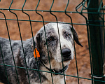 Собаки в Москве: СЛАВНАЯ СОБАКА БУСИНКА Девочка, Бесплатно - фото 5