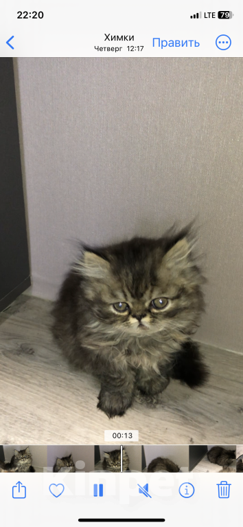 Кошки в Москве: Персидский котенок Девочка, 28 000 руб. - фото 6