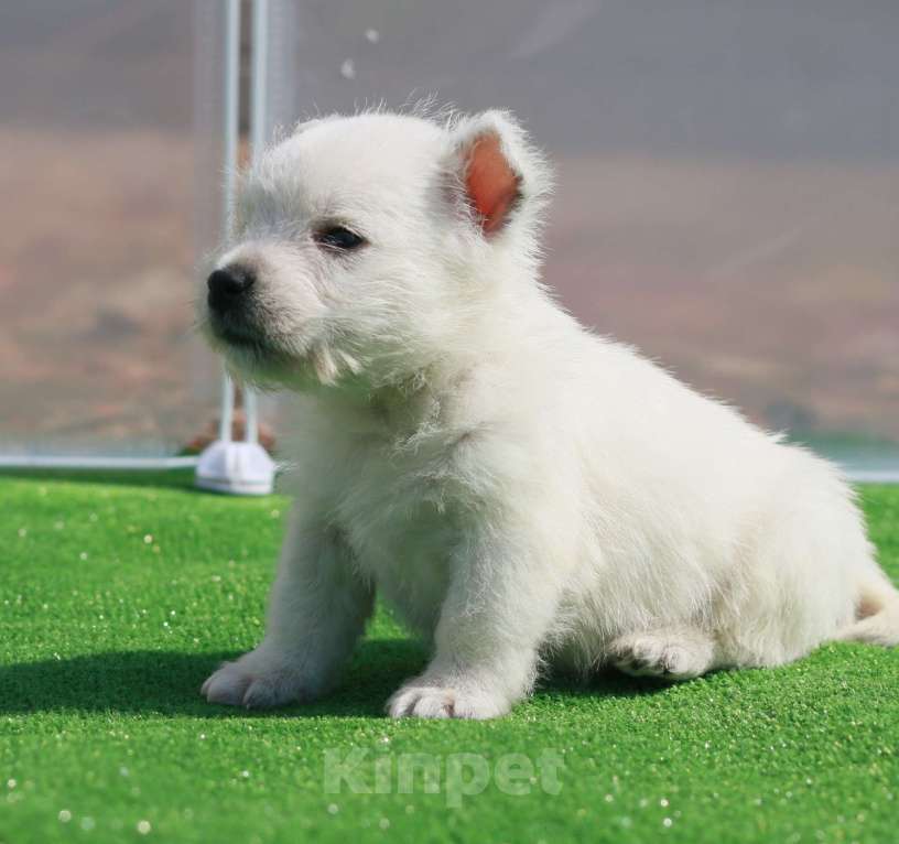 Собаки в Москве: вест хайленд вайт терьер Мальчик, 120 000 руб. - фото 2