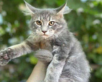 Кошки в Самаре: Мейн-кун котик и кошечка, 15 000 руб. - фото 4