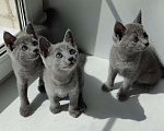 Кошки в Барнауле: Чистокровные котята русской голубой , 25 000 руб. - фото 1