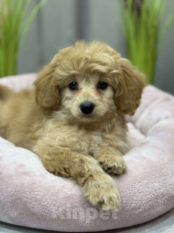 Собаки в Москве: Tutsy Девочка, 100 000 руб. - фото 9