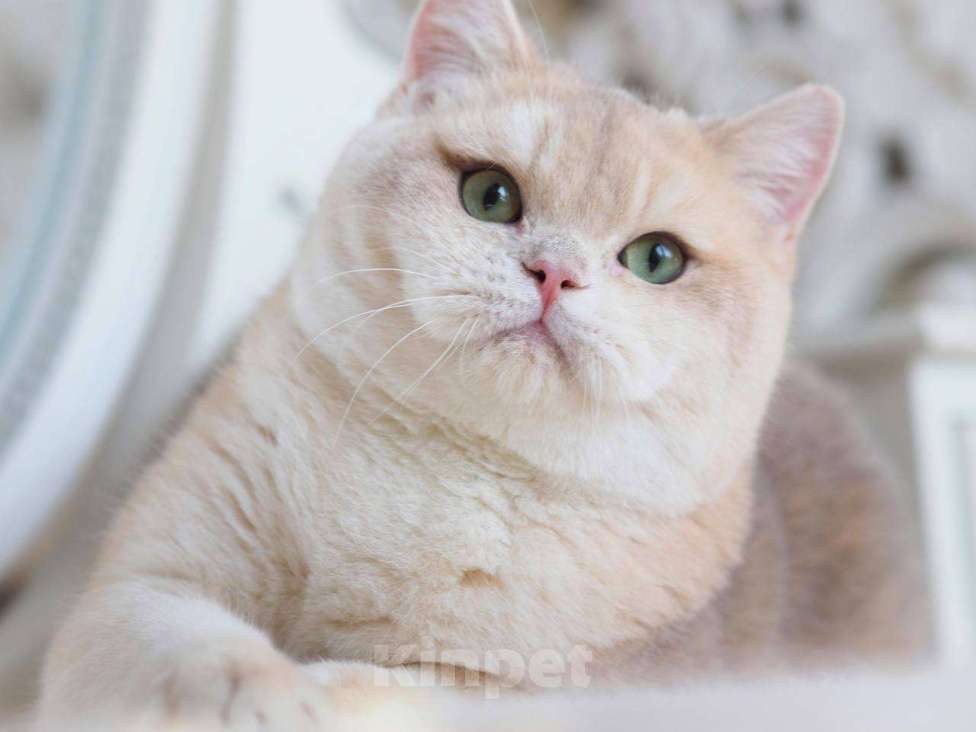 Кошки в Москве: Британский котенок Гром Мальчик, 100 000 руб. - фото 7