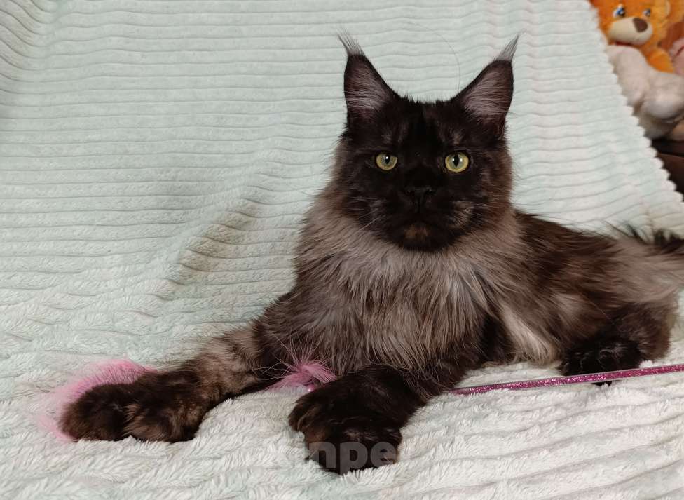 Кошки в Санкт-Петербурге: Мальчик полидакт черный дым Мальчик, 100 000 руб. - фото 1