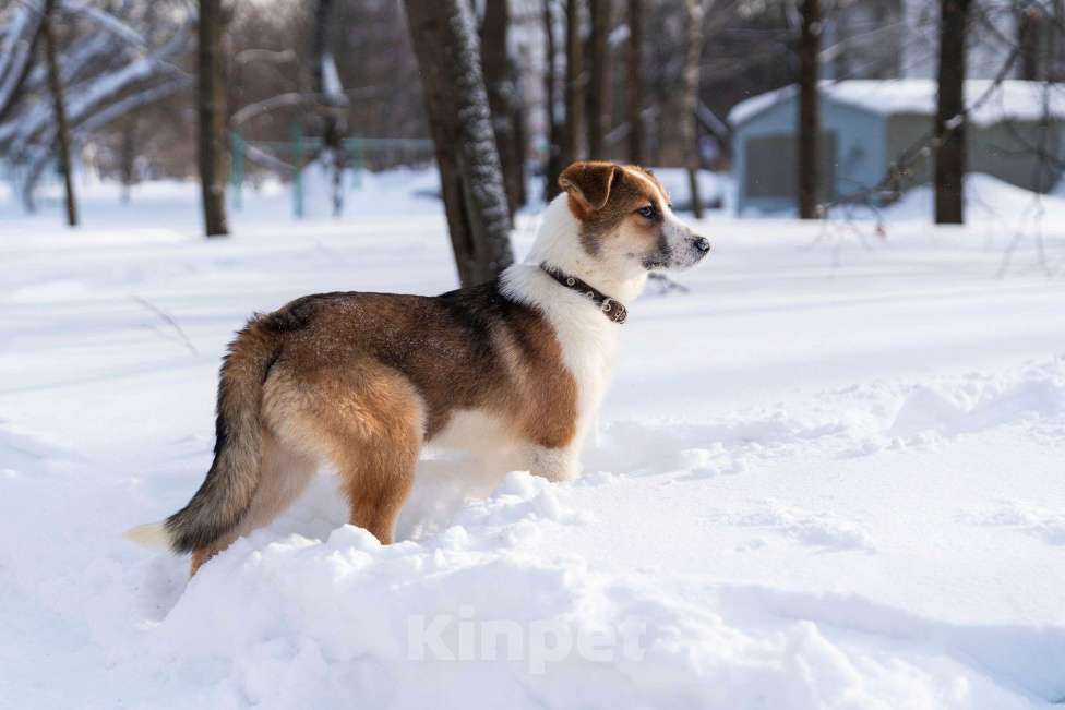 Собаки в Лосином-Петровском: Валдай якутенок прирожденный охранник Мальчик, Бесплатно - фото 1