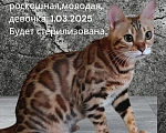 Кошки в Барнауле: Бенгальская девочка Девочка, 20 000 руб. - фото 1