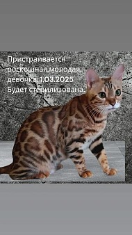 Бенгальская девочка