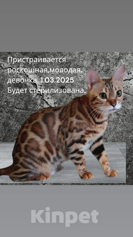 Кошки в Барнауле: Бенгальская девочка Девочка, 20 000 руб. - фото 1