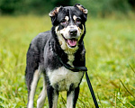 Собаки в Видном: Алабай Несси, 2 года Девочка, Бесплатно - фото 3