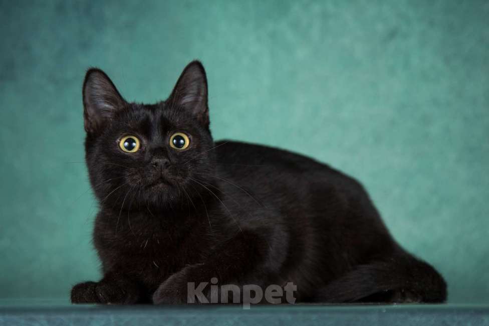 Кошки в Москве: Тайра ищет дом Девочка, Бесплатно - фото 2