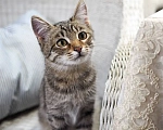 Кошки в Красногорске: Котик Саймон 5 месяцев ищет дом Мальчик, Бесплатно - фото 2