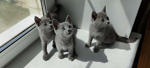 Объявление: Чистокровные котята русской голубой , 25 000 руб., Барнаул