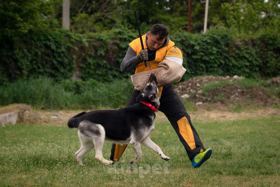 Собаки в других городах Краснодарского края: Щенок Восточноевропейской овчарки Девочка, 60 000 руб. - фото 7