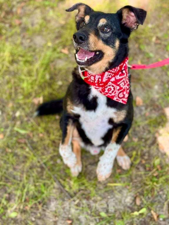 Собаки в Москве: Трёхцветное счастье ищет дом! Мальчик, Бесплатно - фото 5