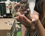 Кошки в Воронеже: Котенок мальчик  Мальчик, Бесплатно - фото 1