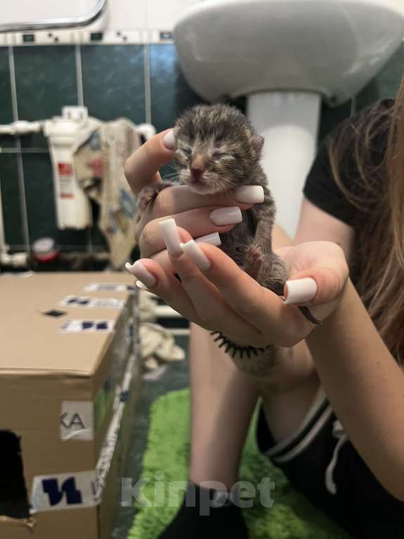 Кошки в Воронеже: Котенок мальчик  Мальчик, Бесплатно - фото 1