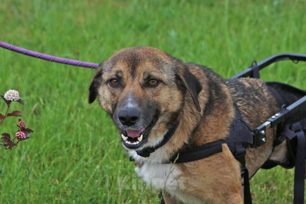 Собаки в Кубинке: Особенная Марта из приюта ищет дом. Девочка, Бесплатно - фото 3