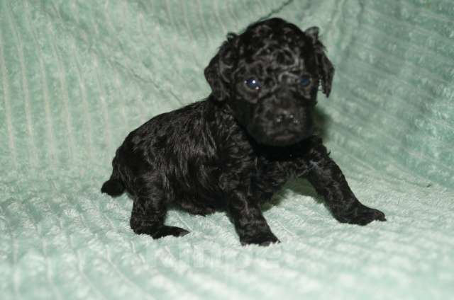 Собаки в Череповце: Щенки Той-пуделя Мальчик, 60 000 руб. - фото 1