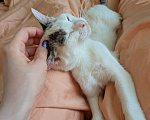 Кошки в Москве: Котенок девочка Девочка, Бесплатно - фото 4