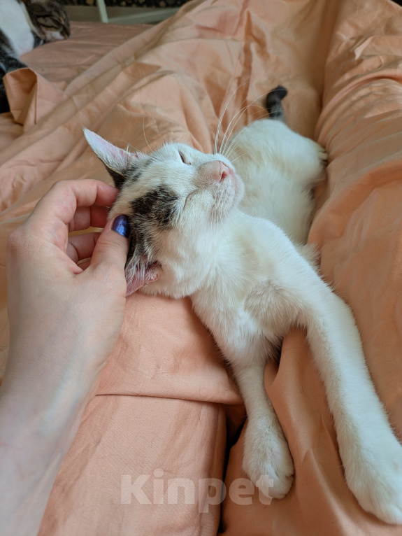Кошки в Москве: Котенок девочка Девочка, Бесплатно - фото 4