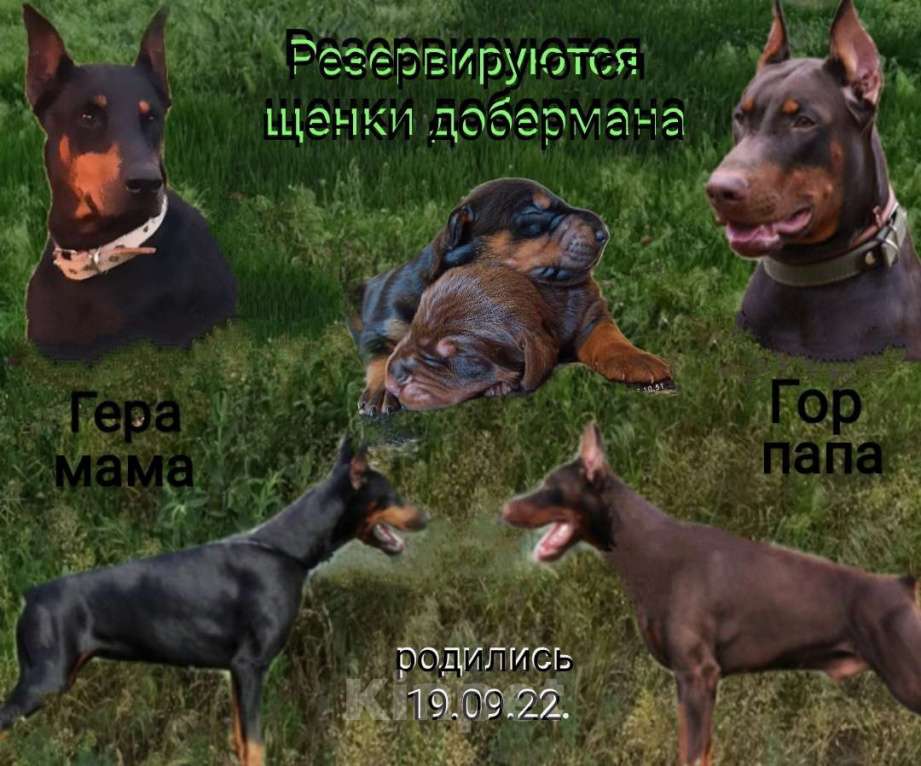 Собаки в Москве: Щенки добермана от породистой пары, 20 000 руб. - фото 1