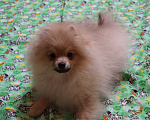 Собаки в Москве: Мальчик- шикарный шпиц- собака улыбака Мальчик, 30 000 руб. - фото 4