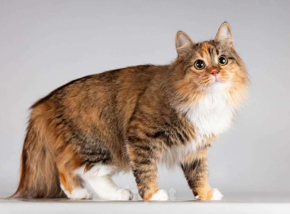 Кошки в Москве: Нежная ласковая кошечка Фиона Девочка, Бесплатно - фото 6