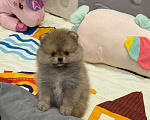 Собаки в Перми: Щенки померанского шпица Девочка, 50 000 руб. - фото 1