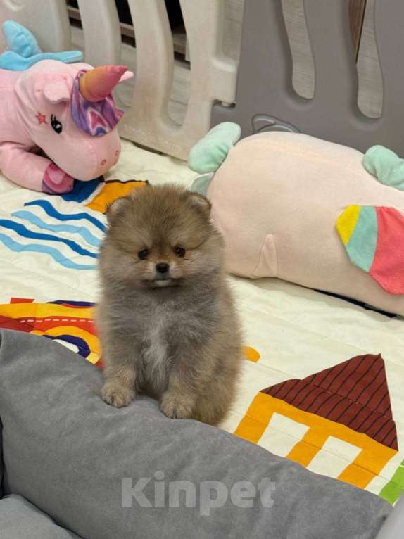 Собаки в Перми: Щенки померанского шпица Девочка, 50 000 руб. - фото 1