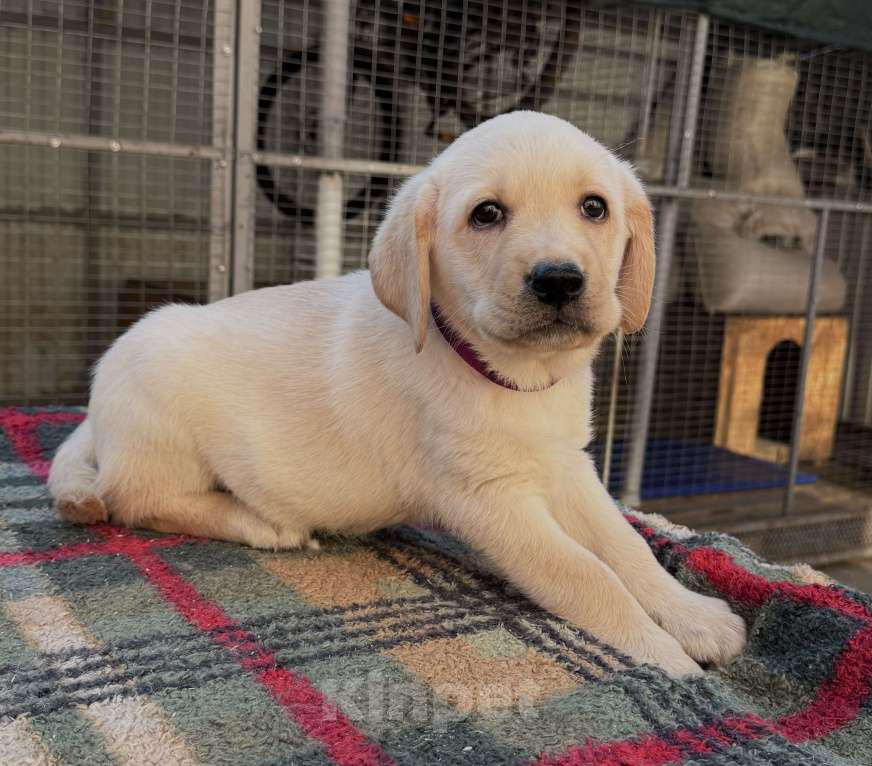 Собаки в Краснодаре: Щенок лабрадора палевый  Девочка, 25 000 руб. - фото 8