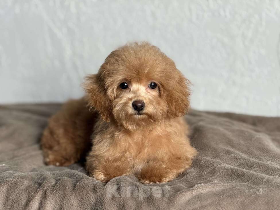 Собаки в Новосибирске: Девочка мини, доставка Девочка, 120 000 руб. - фото 2