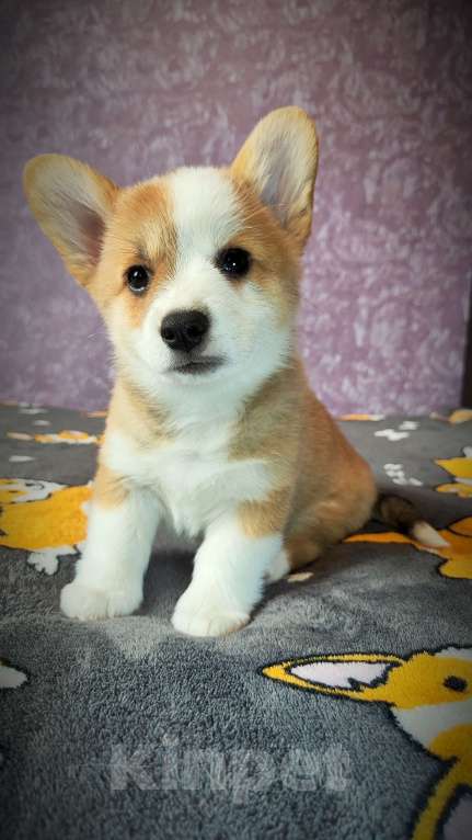 Собаки в Мценске: Девочка Дикая Орхидея Девочка, 50 000 руб. - фото 3