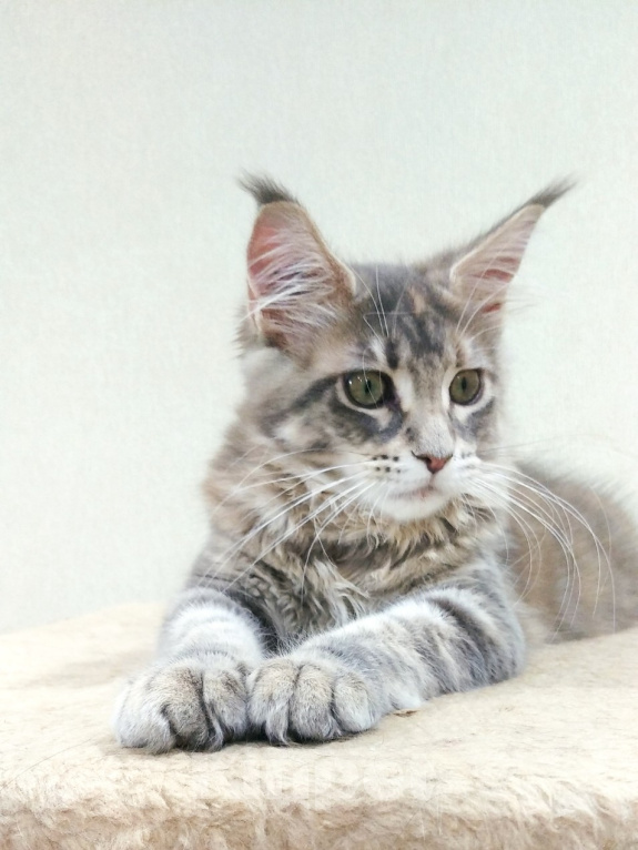Кошки в Кропоткине: Кошечка мейн-кун с документами Девочка, 35 000 руб. - фото 1