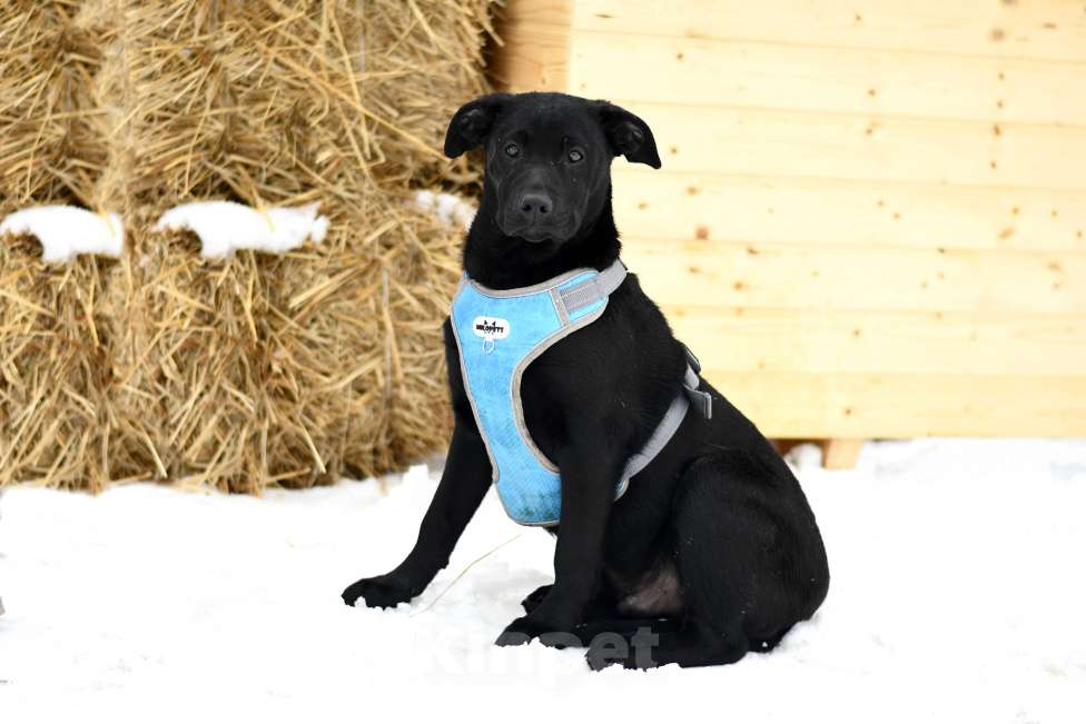 Собаки в Москве: щенок Грей ищет семью Мальчик, Бесплатно - фото 2