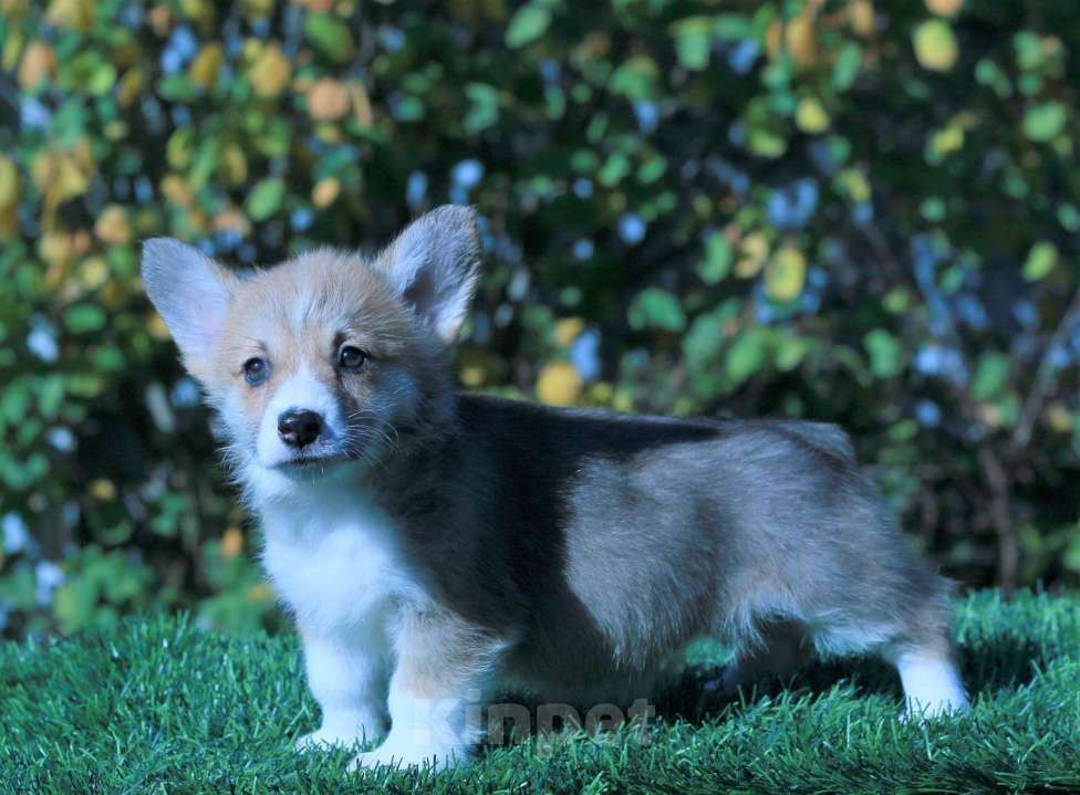 Собаки в Москве: вельш корги пемброк Девочка, 80 000 руб. - фото 7