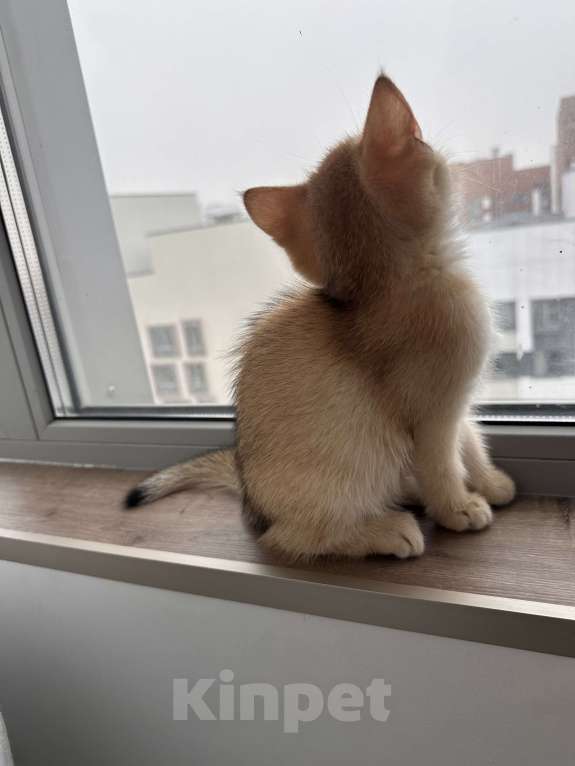 Кошки в других городах Московской области: Британская золотая шиншилла Ny11, ny12 Мальчик, 45 000 руб. - фото 6