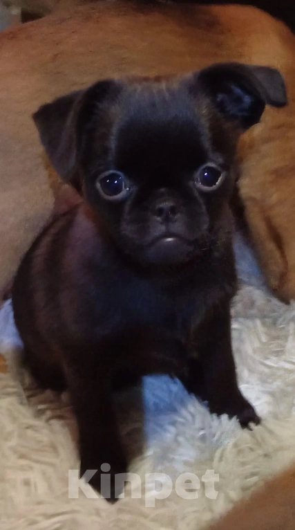 Собаки в Туле: Щенок 3мес девочка Девочка, 19 000 руб. - фото 4