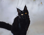 Кошки в Королеве: Кошка Помета А; Мейн Кун . Акура. Девочка, 40 000 руб. - фото 5
