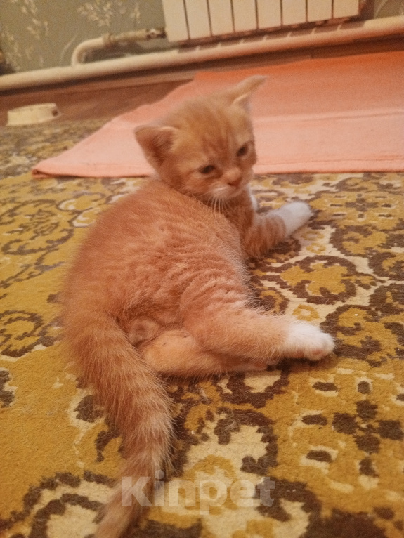 Кошки в Краснодаре: Чудный котёнок, мальчик, добрым людям в добрые руки Мальчик, Бесплатно - фото 3