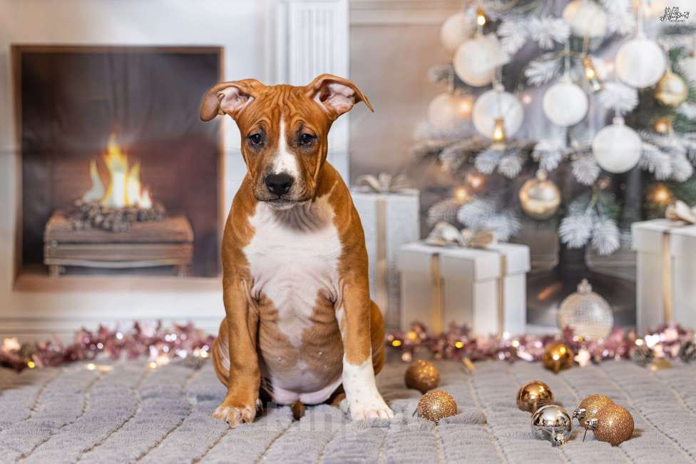 Собаки в Красногорске: Девочка 6  Девочка, 40 000 руб. - фото 3