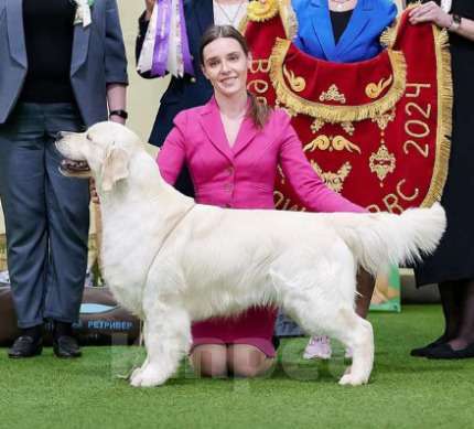 Собаки в Москве: Шикарные щенки золотистого ретривера Мальчик, 70 000 руб. - фото 3