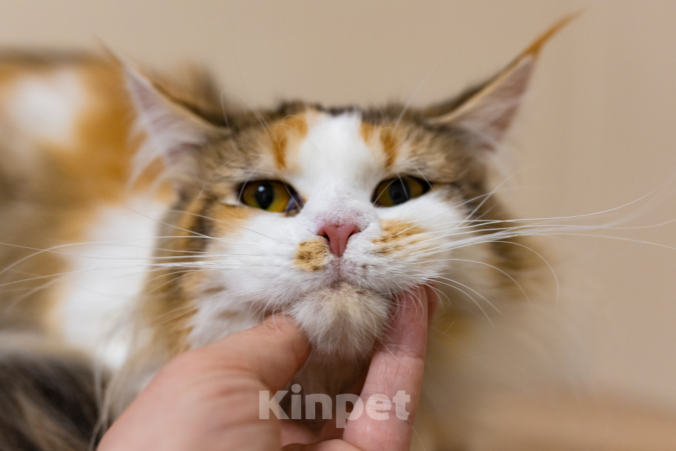 Кошки в Санкт-Петербурге: «Шоколадная» кошечка Девочка, 30 000 руб. - фото 8